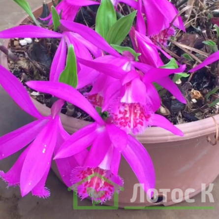 Плейоне 'Tongariro' (Pleione 'Tongariro')
