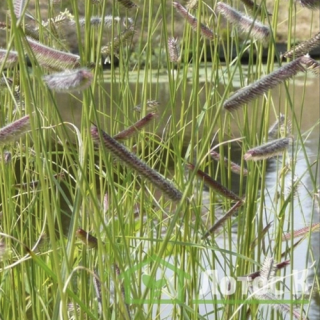 Бутелуа изящная (бизонья трава) (Bouteloua gracilis)