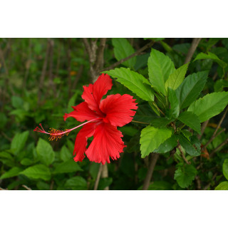 Гібіскус (роза китайска) (Hibiscus rosa-sinensis)