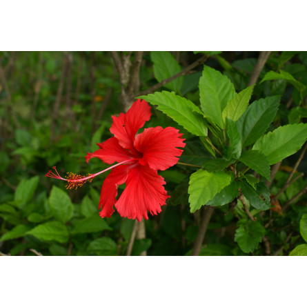 Гибискус (роза китайская) (Hibiscus rosa-sinensis)