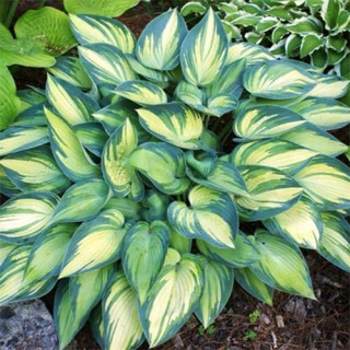 Хоста 'June' (Hosta 'June')