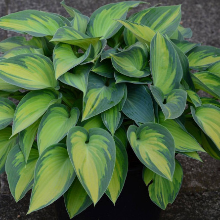 Хоста 'Catherine' (Hosta  'Catherine') 