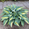 Хоста 'Catherine' (Hosta  'Catherine') 