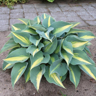 Хоста 'Catherine' (Hosta  'Catherine') 