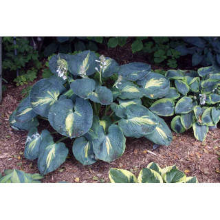 Хоста 'Dream queen' (Hosta 'Dream Queen')