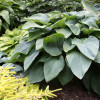 Хоста 'Empress Wu'  (Hosta 'Empress Wu')