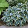 Хоста 'First Frost' (Hosta 'First Frost')