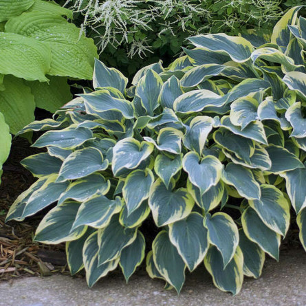 Хоста 'First Frost' (Hosta 'First Frost')