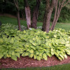 Хоста 'Gold Standard' (Hosta 'Gold Standard')