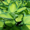 Хоста 'Gold Standard' (Hosta 'Gold Standard')