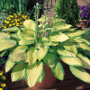 Хоста 'Gold Standard' (Hosta 'Gold Standard')
