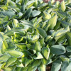Хоста 'June' (Hosta 'June')