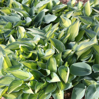 Хоста 'June' (Hosta 'June')
