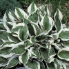 Хоста 'Patriot' (Hosta 'Patriot')