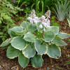 Хоста 'Pizzazz' (Hosta 'Pizzazz')