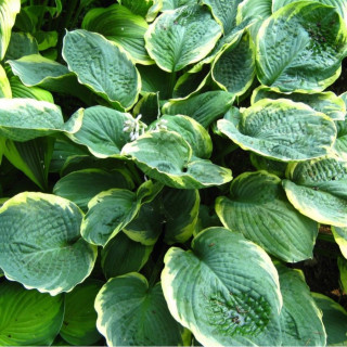 Хоста 'Pizzazz' (Hosta 'Pizzazz')