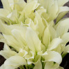 Хоста 'White feather' (Hosta 'White Feather')