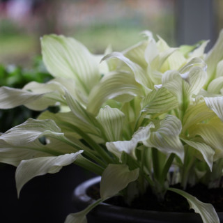 Хоста 'White feather' (Hosta 'White Feather')