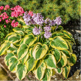 Хоста 'Wide Brim' (Hosta 'Wide Brim')