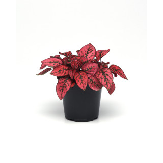 Гіпоестес (Hypoestes)