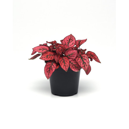 Гипоэстес (Hypoestes)