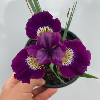 Ирис сибирский 'Contrast in Styles' (Iris sib. 'Contrast in Styles')