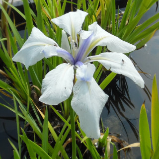 Ірис гладкий 'Snowdrift' (Iris laevigata 'Snowdrift')