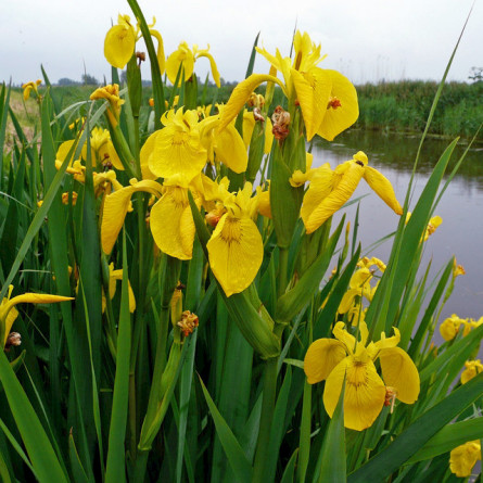 Півники болотні (Iris pseudacorus)