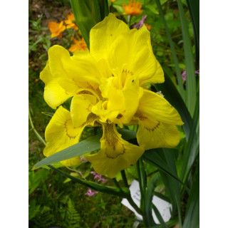Півникми болотні 'Flore Pleno'  (Iris pseudacorus 'Flore Pleno')