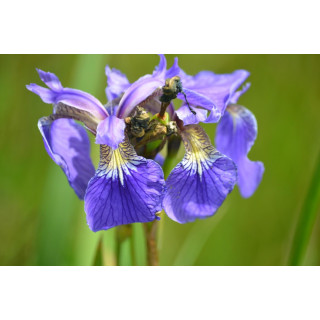 Півник щетинистий (Iris setosa)