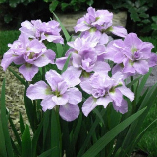 Ирис сибирский 'Kita no seiza' (Iris sib. 'Kita-No-Seiza')