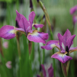 Ирис сибирский 'Sparkling Rose' (Iris sib. 'Sparkling Rose')