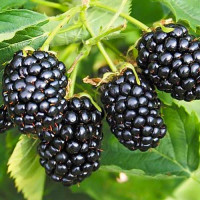 Ожина (Rubus fruticosus)