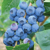 Лохина (Vaccinium corymbosum)