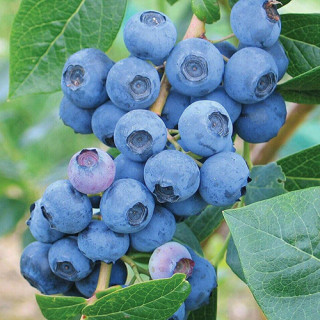 Голубика (Vaccinium corymbosum)