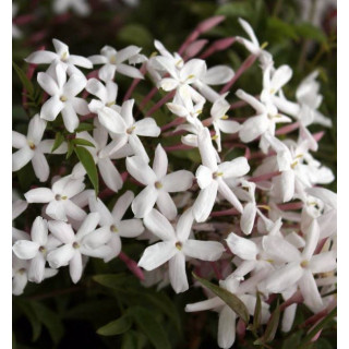 Жасмин  (Jasminum polyanthum)