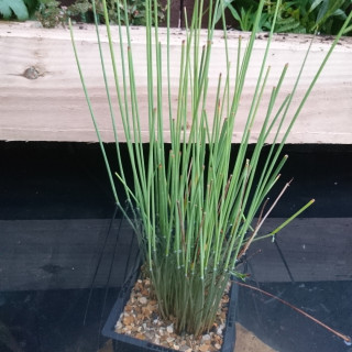 Ситник сизий (Juncus inflexus)