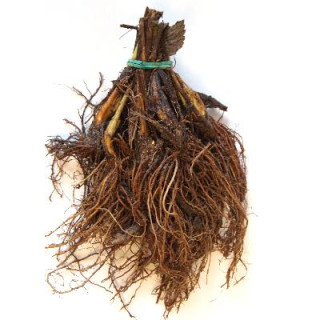 Земляника садовая фриго сорт 'Elsanta' класс А (Fragaria ananassa 'Elsanta' А)