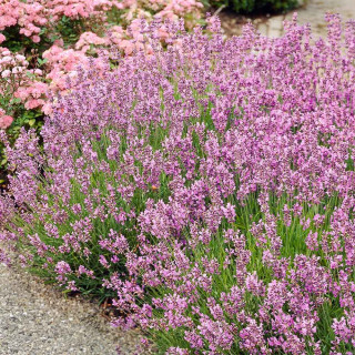 Лаванда узколистая 'Rosea' (Lavandula ang. 'Rosea')