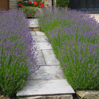 Лаванда узколистная 'Hidcote' (Lavandula angustifolia 'Hidcote')