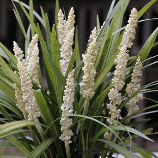 Ліріопе 'Monroe White' (Liriope muscari 'Monroe White')