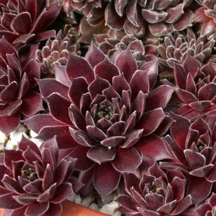 Молодило 'Rubrum'  (Sempervivum arachn. 'Rubrum' )