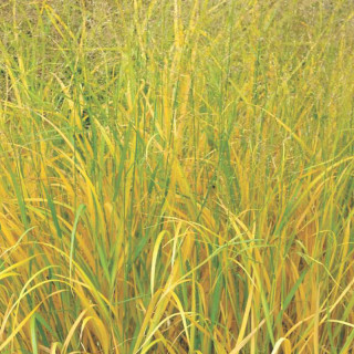 Просо лозове 'Strictum' (Panicum virgatum 'Strictum')