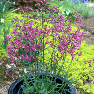 Смолка звичайна (Lychnis viscaria) 