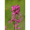 Смолка обыкновенная (Lychnis viscaria) 