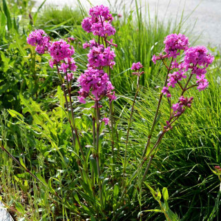 Смолка звичайна (Lychnis viscaria) 