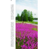 Смолка обыкновенная (Lychnis viscaria) 