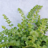 Вербейник монетчатый (Lysimachia nummularia)