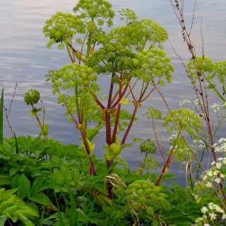 Дягель лекарственный (Angelica archangelica)
