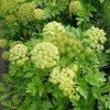 Дягель лекарственный (Angelica archangelica)